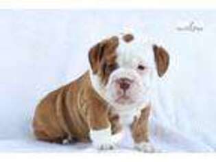 Bulldog Puppy for sale in Harrisburg, PA, USA