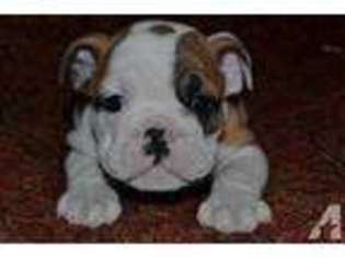 Bulldog Puppy for sale in VAN ALSTYNE, TX, USA
