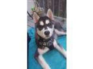 Siberian Husky Puppy for sale in Williamsport, PA, USA