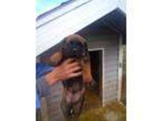 Mastiff Puppy for sale in Montgomery, MI, USA