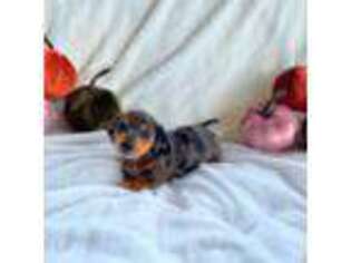 Dachshund Puppy for sale in Brownsville, TX, USA