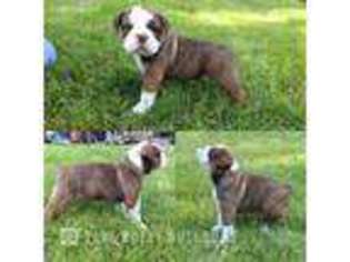 Olde English Bulldogge Puppy for sale in Helena, MT, USA