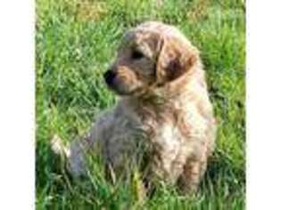 Golden Retriever Puppy for sale in Yacolt, WA, USA