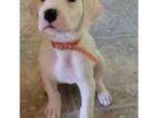 Dogo Argentino Puppy for sale in Belgrade, ME, USA