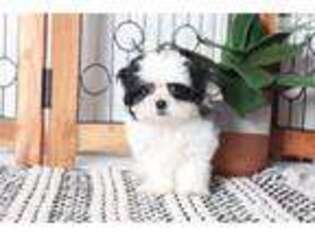 Mal-Shi Puppy for sale in Fort Myers, FL, USA