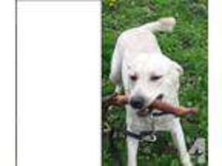 Labrador Retriever Puppy for sale in PITTSVILLE, WI, USA