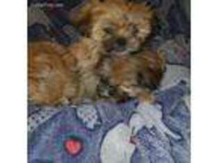 Shorkie Tzu Puppy for sale in Franklin, PA, USA