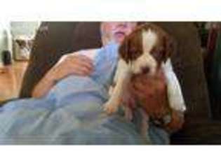 Brittany Puppy for sale in Marietta, GA, USA