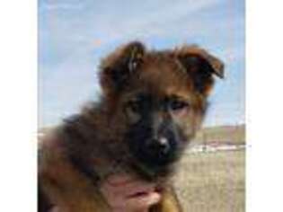 German Shepherd Dog Puppy for sale in Fort Collins, CO, USA