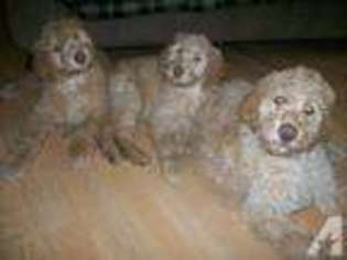 Goldendoodle Puppy for sale in COLUMBIA, SD, USA
