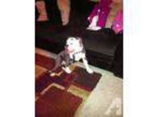 Bulldog Puppy for sale in TRIANGLE, VA, USA