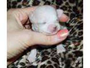 Chihuahua Puppy for sale in BELLEVIEW, FL, USA