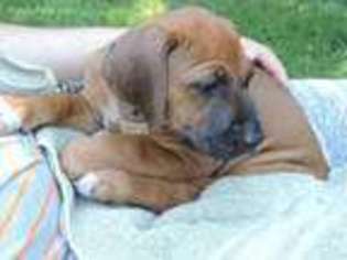 Rhodesian Ridgeback Puppy for sale in Buckley, WA, USA