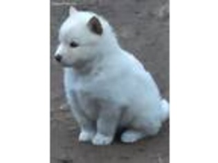 Alaskan Malamute Puppy for sale in Holland, MI, USA