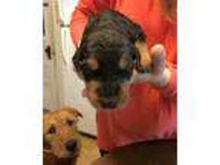 Airedale Terrier Puppy for sale in Pine City, NY, USA