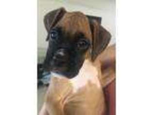 Boxer Puppy for sale in Palm City, FL, USA