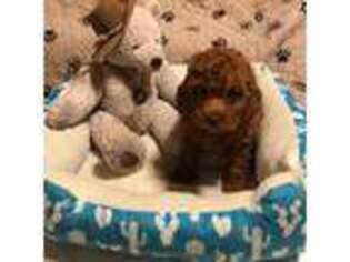 Goldendoodle Puppy for sale in Heath Springs, SC, USA