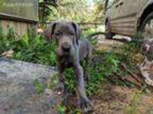 Great Dane Puppy for sale in Brooksville, FL, USA