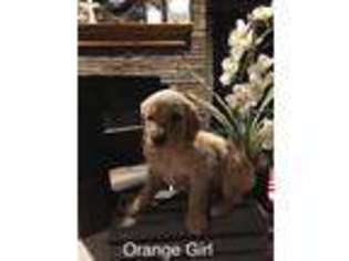 Golden Retriever Puppy for sale in Moody, AL, USA