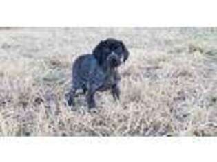 German Shorthaired Pointer Puppy for sale in Waldron, IN, USA