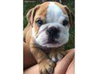 Bulldog Puppy for sale in Sherwood, MI, USA