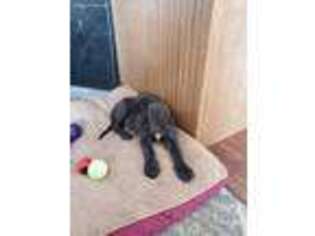 Great Dane Puppy for sale in Chippewa Falls, WI, USA