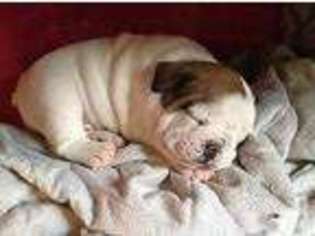 Bulldog Puppy for sale in JARVISBURG, NC, USA