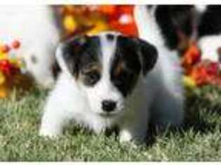 Jack Russell Terrier Puppy for sale in Henrietta, TX, USA