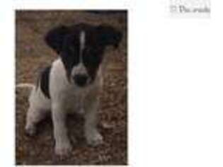 Jack Russell Terrier Puppy for sale in Fort Wayne, IN, USA