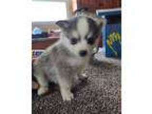 Alaskan Klee Kai Puppy for sale in Champaign, IL, USA