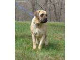 Mastiff Puppy for sale in Rogersville, MO, USA