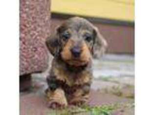 Dachshund Puppy for sale in Bronx, NY, USA