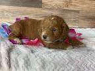Goldendoodle Puppy for sale in Cumberland, OH, USA