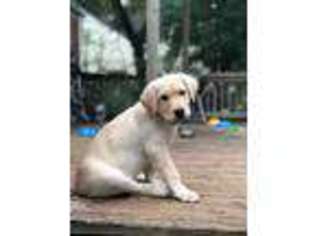 Labrador Retriever Puppy for sale in SILER CITY, NC, USA