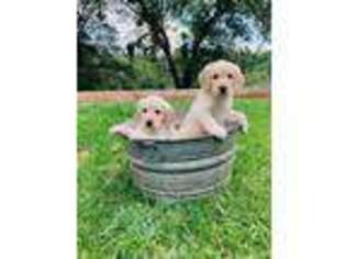 Goldendoodle Puppy for sale in Grass Valley, CA, USA