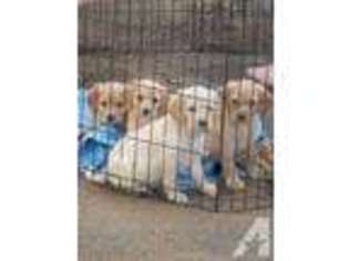 Labradoodle Puppy for sale in EL CAJON, CA, USA