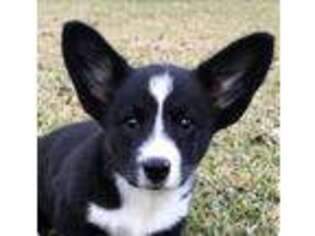 Cardigan Welsh Corgi Puppy for sale in Columbia, MS, USA
