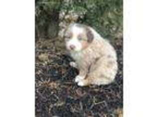 Australian Shepherd Puppy for sale in Silver Spring, MD, USA