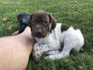 Mutt Puppy for sale in New Milford, PA, USA