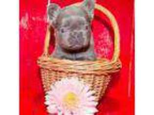 French Bulldog Puppy for sale in Berlin, OH, USA