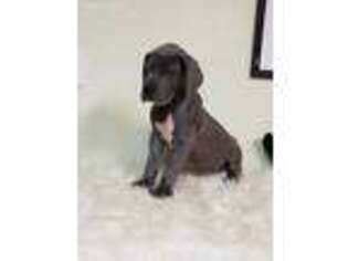 Great Dane Puppy for sale in Seminole, OK, USA
