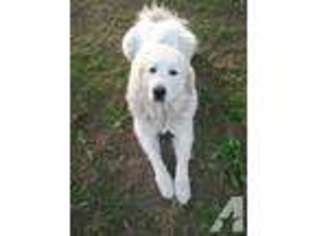 Great Pyrenees Puppy for sale in EL MONTE, CA, USA