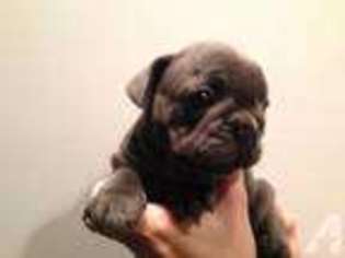 French Bulldog Puppy for sale in CAPISTRANO BEACH, CA, USA