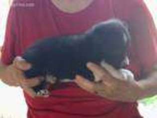 Border Collie Puppy for sale in Smithfield, KY, USA