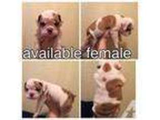 Bulldog Puppy for sale in TOMBALL, TX, USA