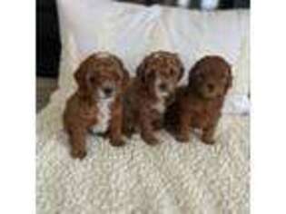 Cavapoo Puppy for sale in Wellsville, UT, USA