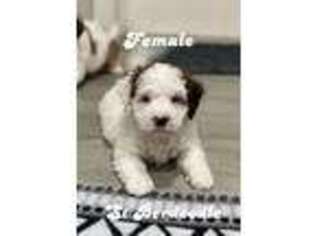 Saint Bernard Puppy for sale in Deltona, FL, USA