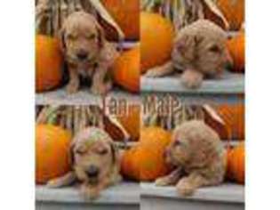 Goldendoodle Puppy for sale in Ossian, IA, USA