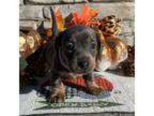 Dachshund Puppy for sale in Ashland, OH, USA