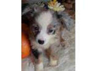 Miniature Australian Shepherd Puppy for sale in Jasonville, IN, USA
